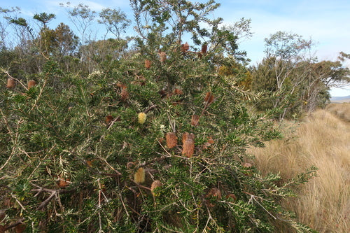 Banksia du rivage — photo 3 sur 8