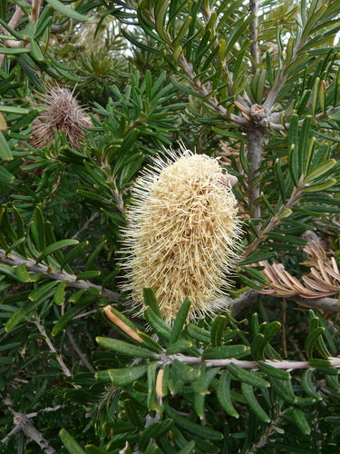 Banksia du rivage — photo 2 sur 8