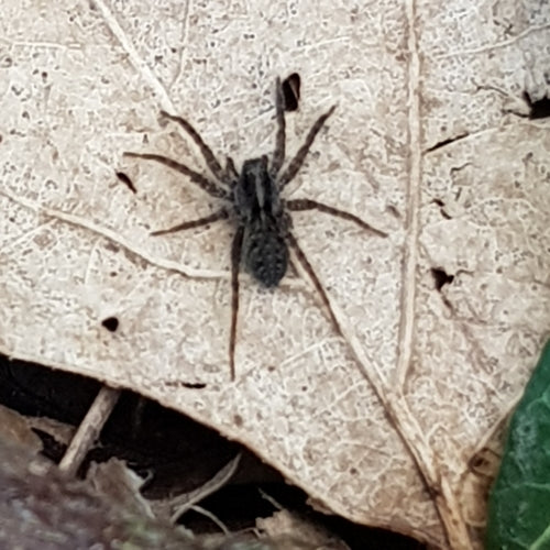 Araignée-loup de rivage — Bild 4