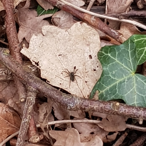 Araignée-loup de rivage — Bild 3