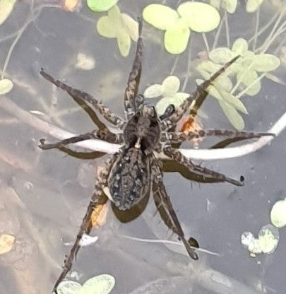 Araignée-loup de rivage — Bild 5