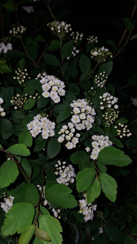 Spirée de Vanhoutte — photo 5 sur 12