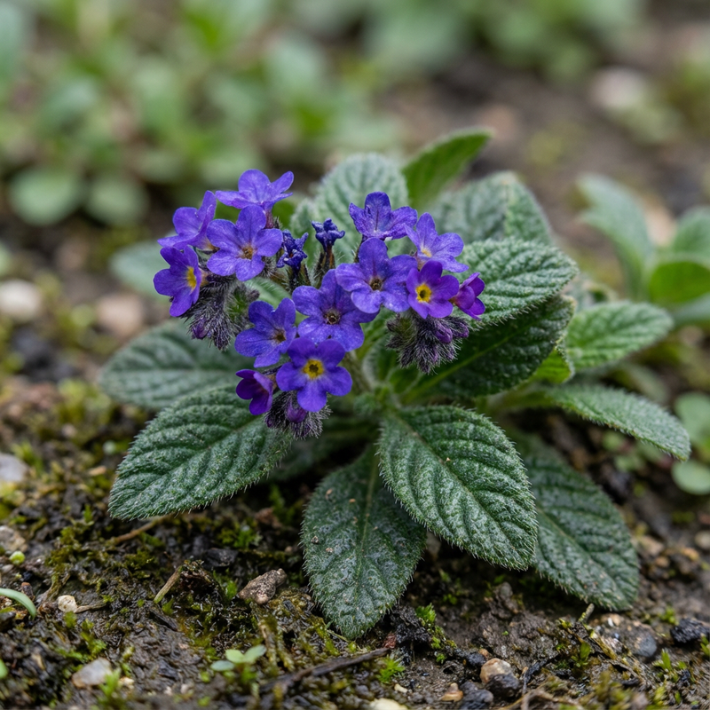 fleur de vanille
