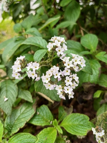 fleur de vanille — Bild 5
