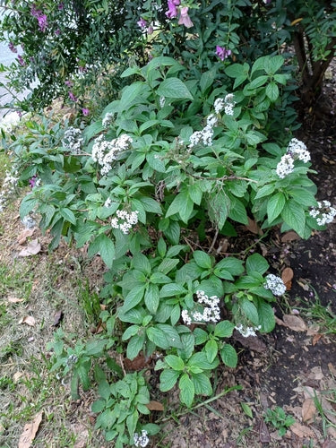 fleur de vanille — Bild 4