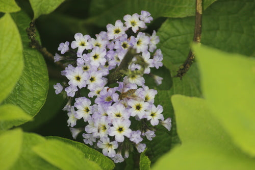 fleur de vanille — Bild 2