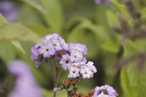 fleur de vanille — Bild 3