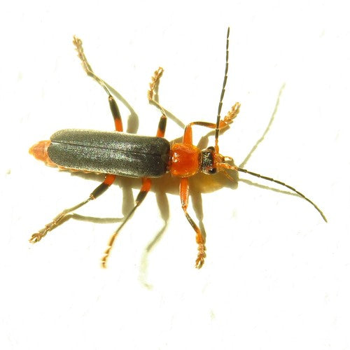 Coléoptère mou variable — Bild 4