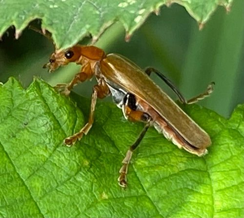 Coléoptère mou variable — Bild 3