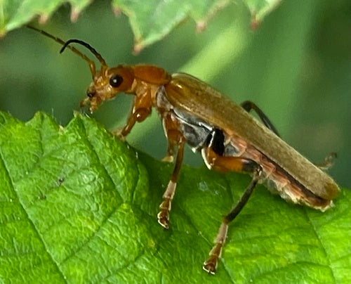 Coléoptère mou variable — Bild 2