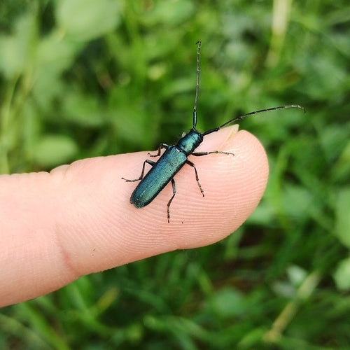 Buck à col roulé bleu violet — photo 3 sur 9