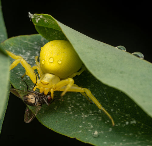 Araignée crabe variable — Bild 5