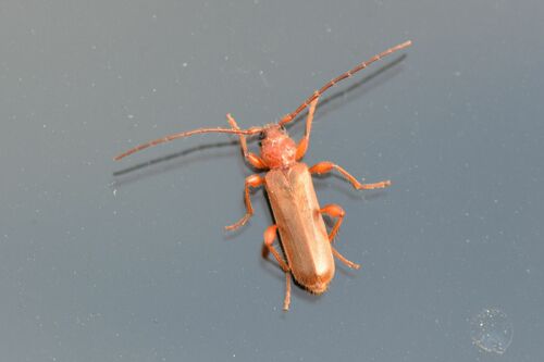 Chevalet à disque variable — Bild 3