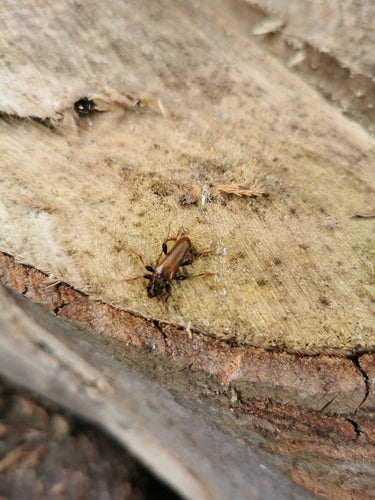 Chevalet à disque variable — Bild 2