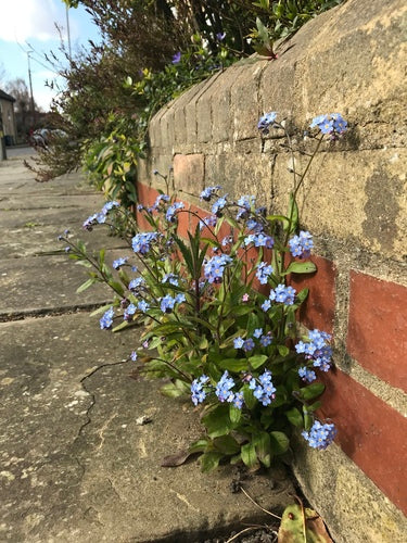 Les myosotis — Bild 1