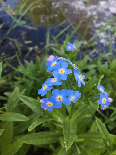 Les myosotis — Bild 3