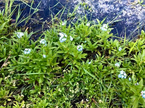 Les myosotis — Bild 2