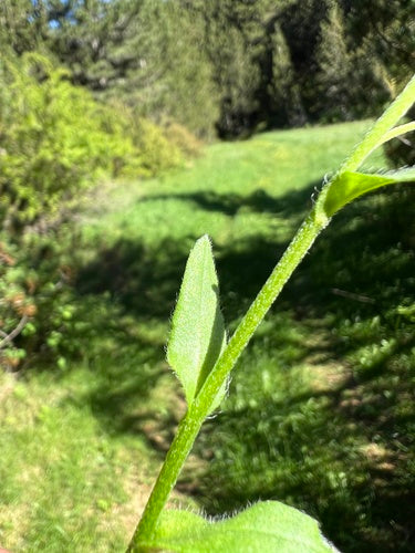 Les myosotis — Bild 5