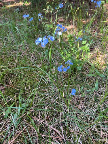 Les myosotis — Bild 4