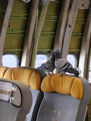 Pigeon domestique sauvage — Bild 4