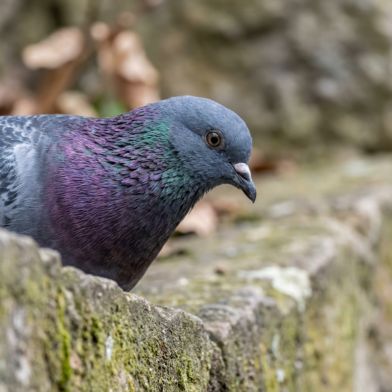 Pigeon domestique sauvage