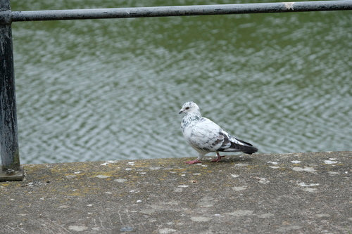 Pigeon domestique sauvage — photo 5 sur 51