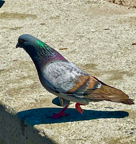 Pigeon domestique sauvage — Bild 3