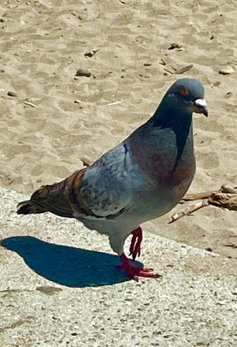Pigeon domestique sauvage — Bild 2