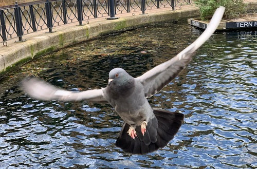 Pigeon domestique sauvage — Bild 2