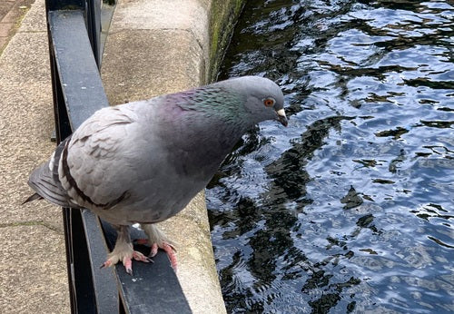 Pigeon domestique sauvage — Bild 3