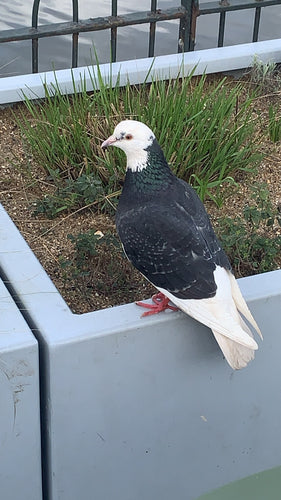Pigeon domestique sauvage — Bild 1
