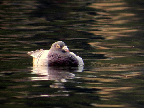 Pigeon domestique sauvage — Bild 1