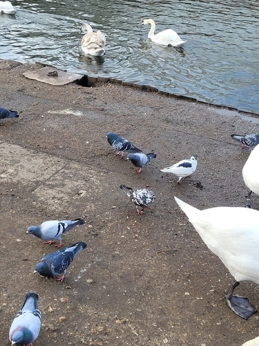 Pigeon domestique sauvage — Bild 5