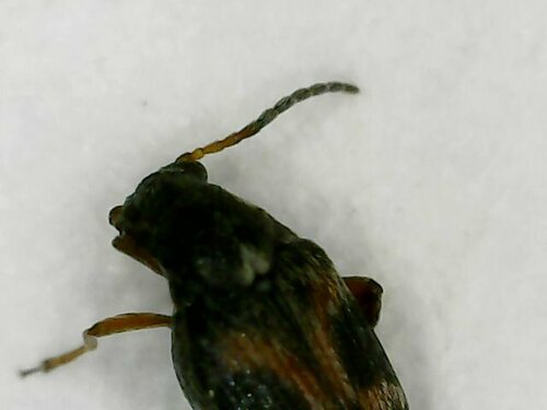 Coléoptère à quatre points du haricot — Bild 5
