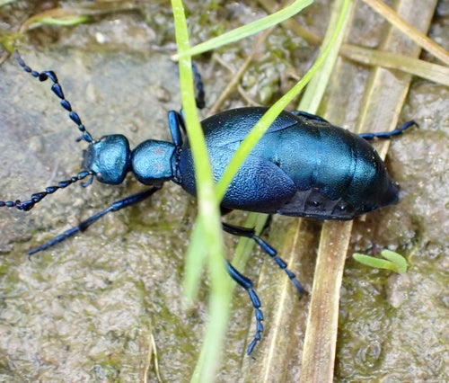 Coléoptère violet — Bild 5