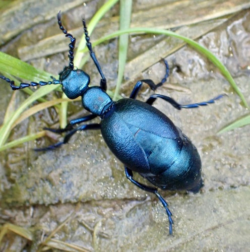 Coléoptère violet — Bild 4
