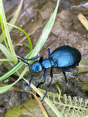 Coléoptère violet — Bild 2