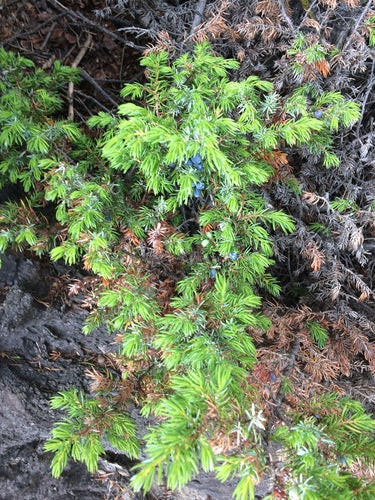 genévrier — Bild 1