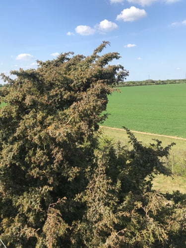 genévrier — Bild 2