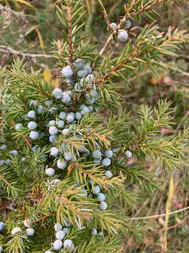 genévrier — Bild 4