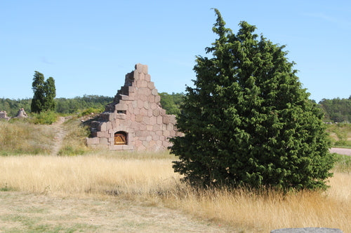 genévrier — Bild 3