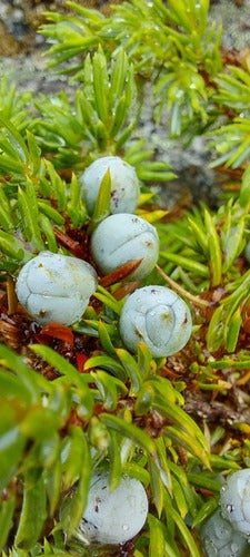 genévrier — Bild 5