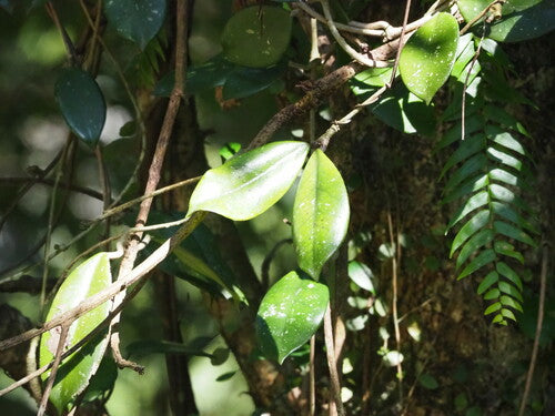 fleur de cire — Bild 4
