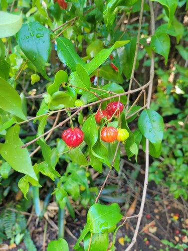 cire de cerise — photo 5 sur 10