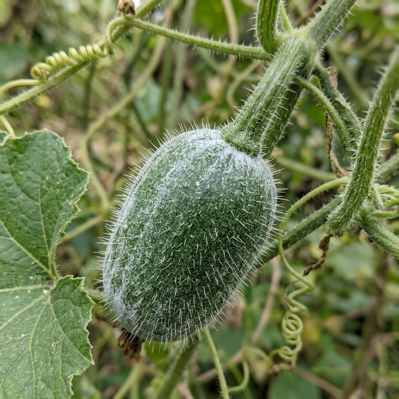 Gourde de cire (Benincasa hispida), illustration IA