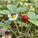 Blüte von Wald-Erdbeere (Fragaria vesca) in Nahaufnahme (KI-generiert)