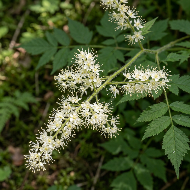 Barbe de chèvre des forêts