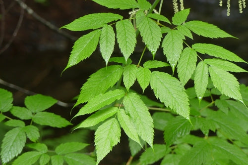 Barbe de chèvre des forêts — photo 5 sur 12