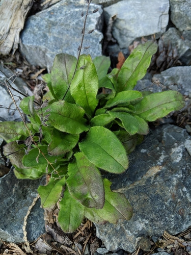 Les myosotis de la forêt — Bild 2