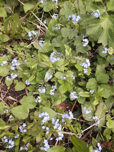 Les myosotis de la forêt — Bild 3